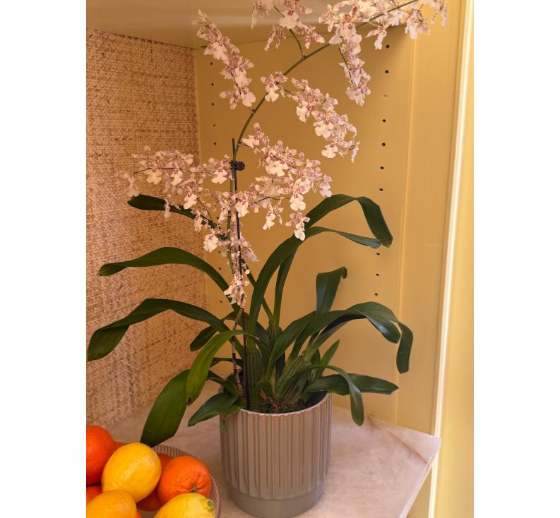 Potted Orchid