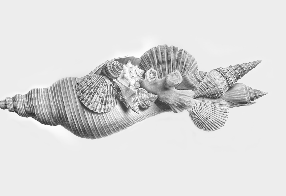 GRAPHITE SHELL DRAWING