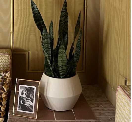 Potted Plant