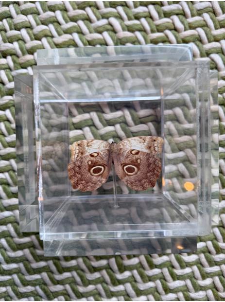 Framed Butterfly in Lucite Display Block