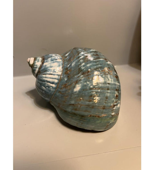 Painted Turquoise Shell
