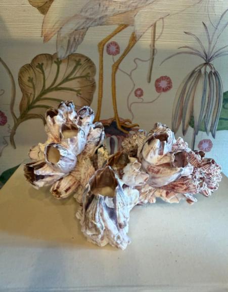 Vintage Natural Barnacle Cluster