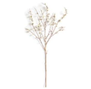 Quince Blossom Branch