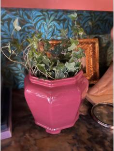 Red Haegar Planter & Plant