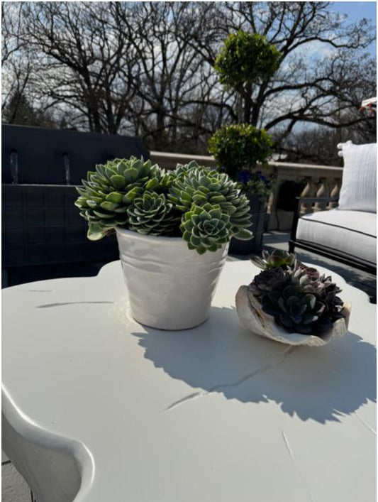 Succulent Planter in White Ceramic and Shell planter