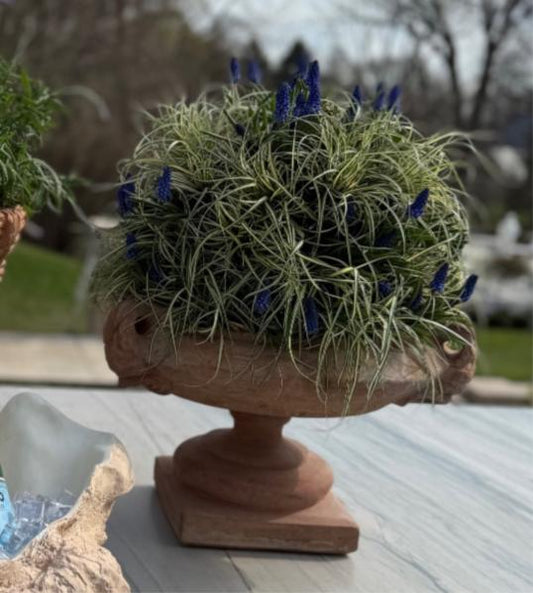 Terracotta Planter on a Pedestal with grasses and spring bulbs