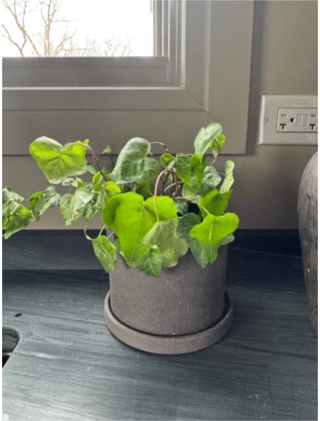 Ivy and Pot Set