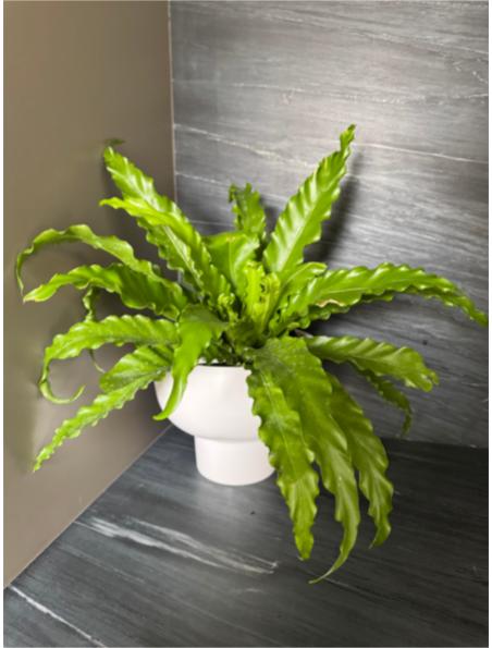 Fern and Pot Set