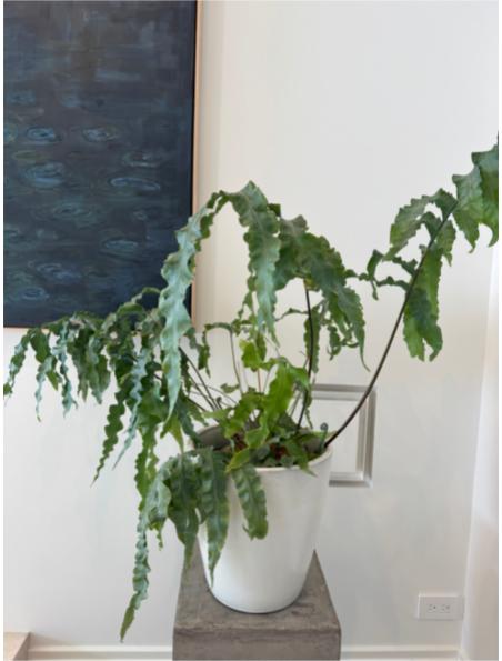 Plant