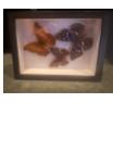 Encased Butterflies (3)