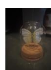 Butterfly Cloche