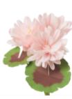 Geranium Plant