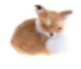 Small Brown Fox