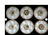 "6 Vintage French Oyster Plates  "
