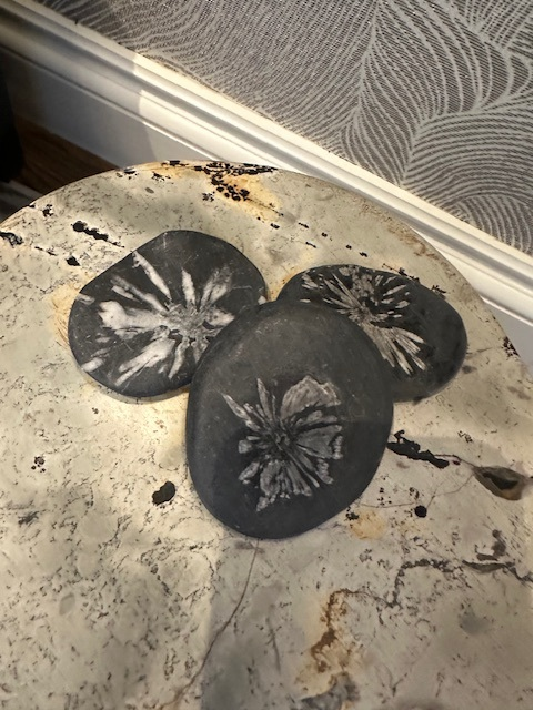 Chrysanthemum scholar palm stone